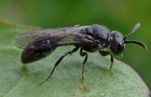 Psenulus