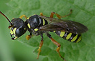 Grabwespen