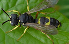 Bienenjagende Knotenwespe