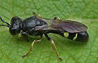 Crabro scutellatus