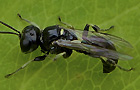 Crossocerus cf. wesmaeli