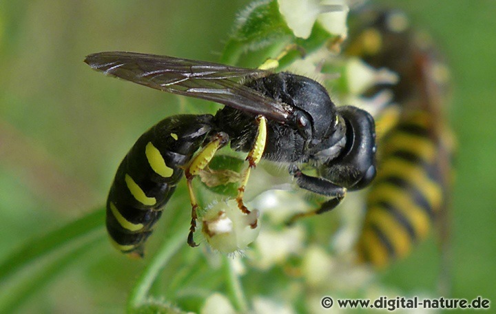 Grabwespe Ectemnius cf. borealis