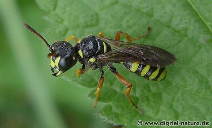 Knotenwespe Cerceris quinquefasciata Weibchen