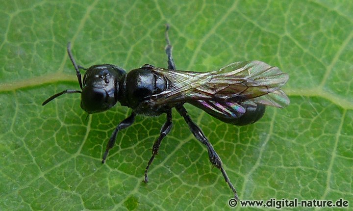 Grabwespen Gattung Crossocerus