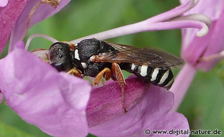 Grabwespe Lestica alata
