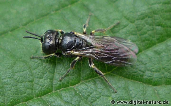 Grabwespe Lindenius albilabris