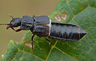 Anotylus