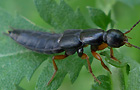 Ocypus brunnipes