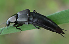 Philonthus cognatus