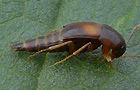 Sepedophilus littoreus