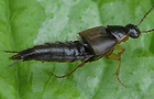 Philonthus marginatus