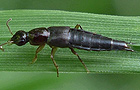 Raphirus