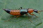 Paederus riparius