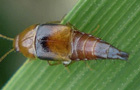 Stumpfer Schnellräuber