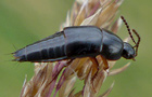 Tachinus signatus