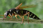 Staphylinus dimidiaticornis