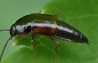Tachinus spec.