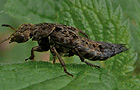 Ontholestes tessellatus