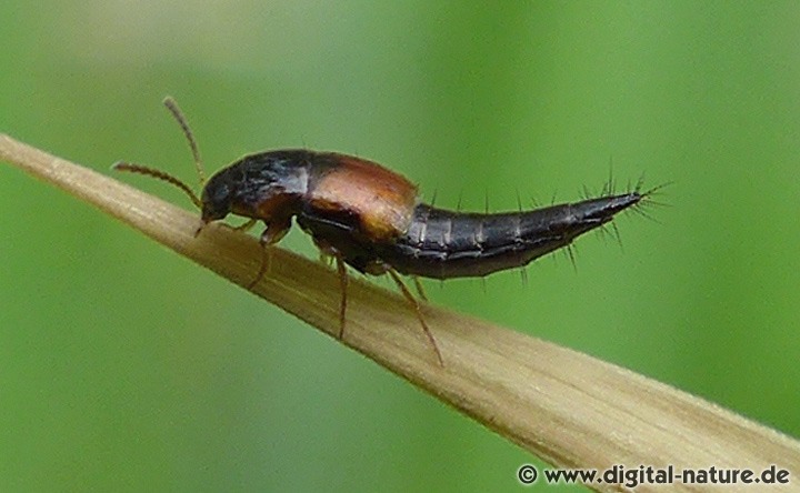 Moos-Schnellräuber Tachyporus hypnorum