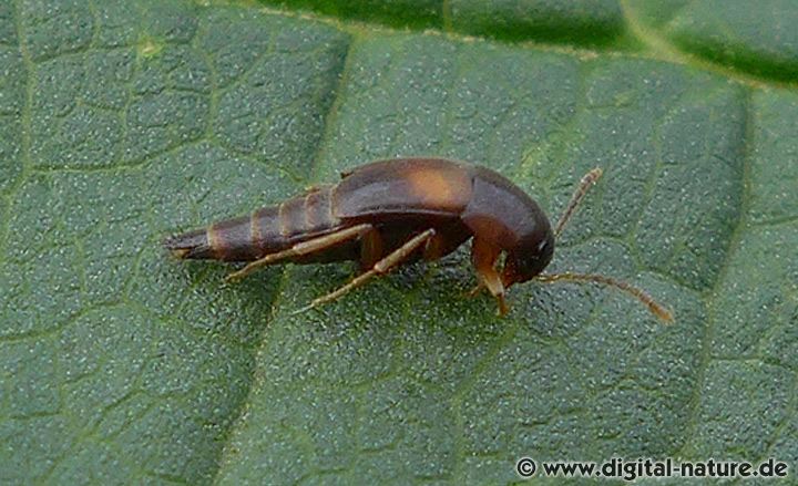 Kurzflügler Sepedophilus littoreus