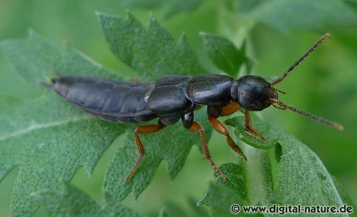 Kurzflügler Ocypus brunnipes