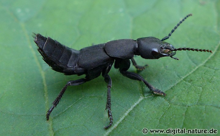 Schwarzer Moderkäfer Ocypus olens