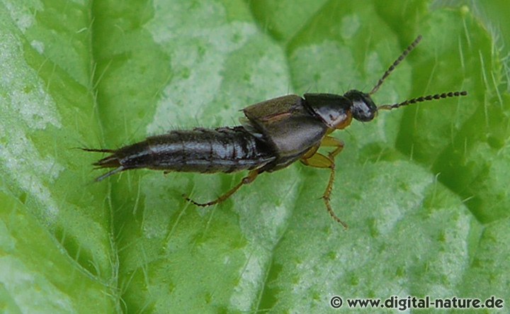 Philonthus marginatus lebt auf Viehweiden