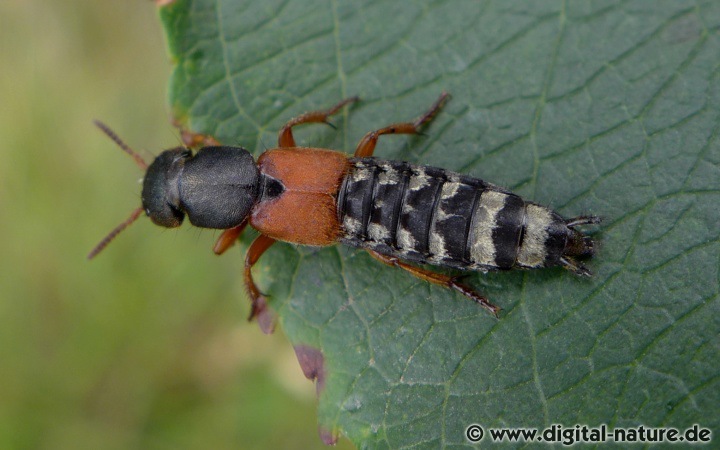 Platydracus stercorarius
