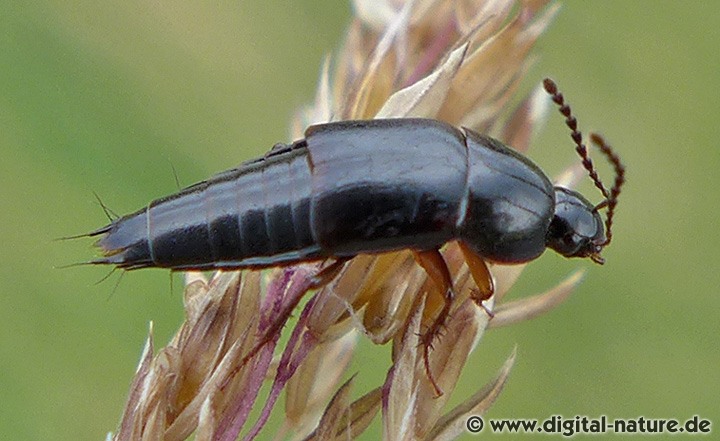 Kurzflügler Tachinus signatus