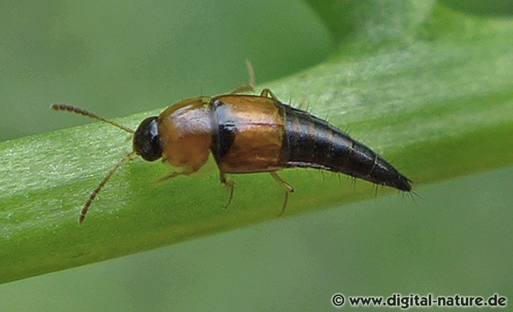 Tachyporus dispar, solutus oder chrysomelinus