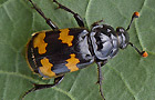 Nicrophorus interruptus