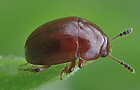 Leiodes