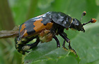 Necrophorus cf. vestigator