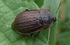 Schwarzer Schneckenjäger