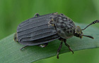 Thanatophilus sinuatus