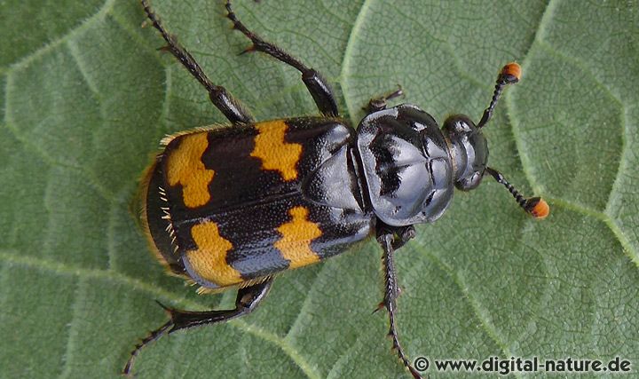 Totengräber Nicrophorus interruptus