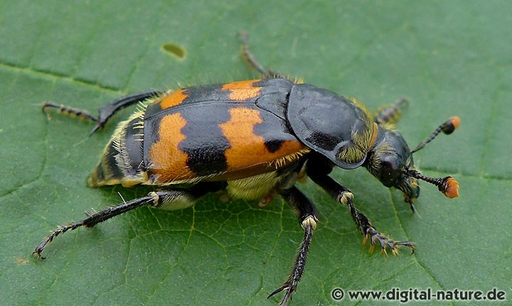 Gemeiner Totengräber Necrophorus vespillo