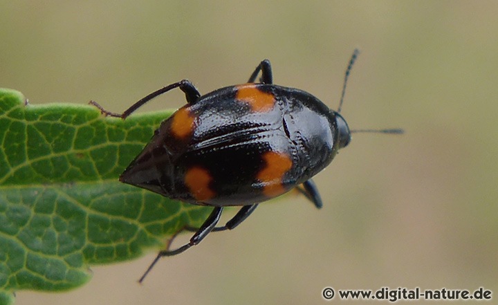 Vierfleckiger Kahnkäfer Scaphidium quadrimaculatum
