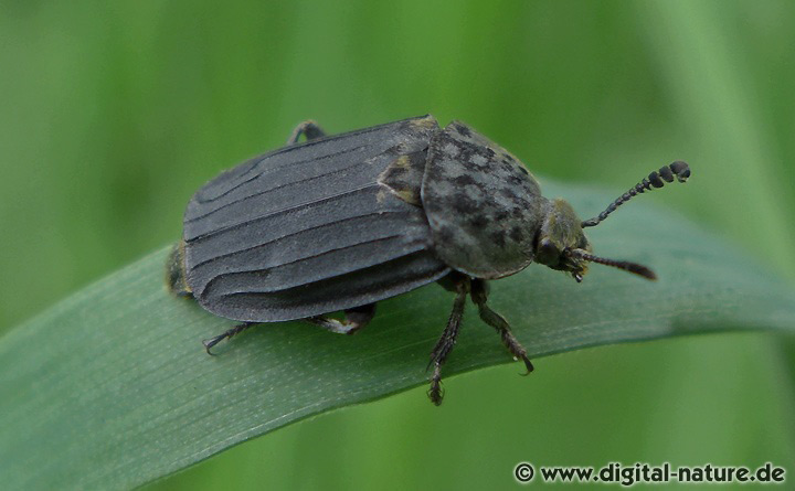 Gerippter Totenfreund Thanatophilus sinuatus