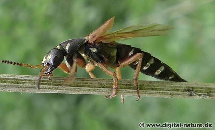 Kurzflügler Staphylinus dimidiaticornis