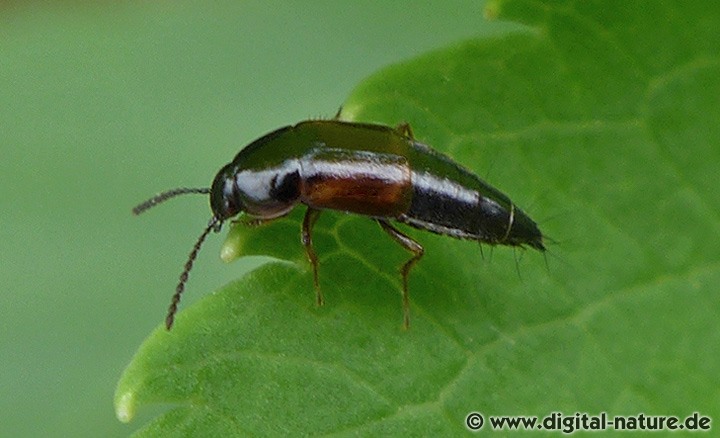 Die Arten der Kurzflügler Gattung Tachinus