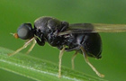 Pachygaster atra