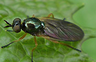 Beris chalybata