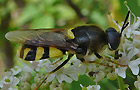 Gemeine Waffenfliege