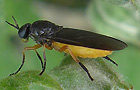 Beris clavipes
