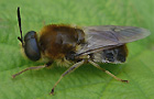 Langhorn-Waffenfliege