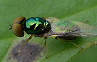 Microchrysa polita