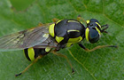 Oxycera rara