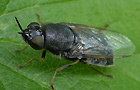 Odontomyia tigrina