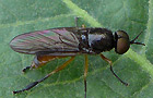 Beris vallata